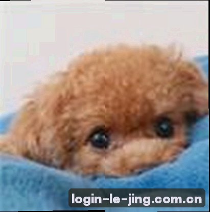 王磊